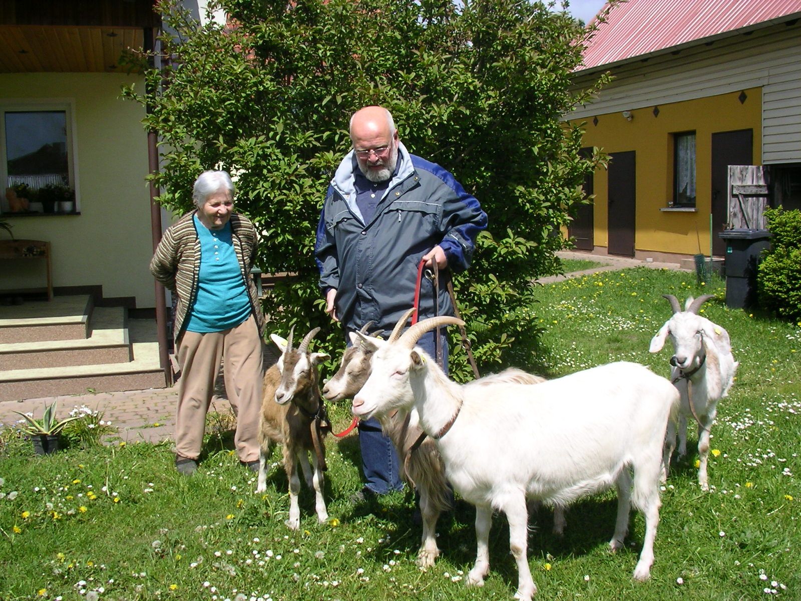 images/yootheme/Orte/Schmatzin/Schlatkower Ziegen.jpg